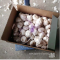 High Quality Fresh Garlic